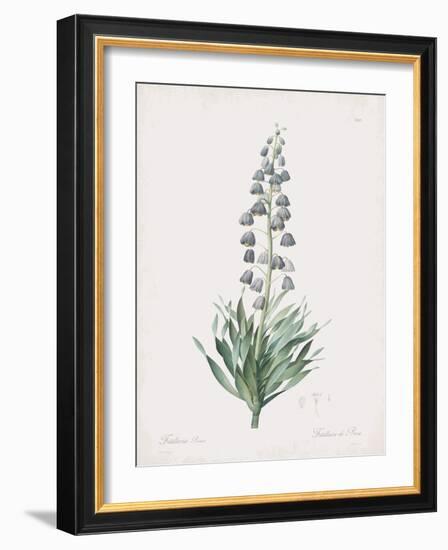Fritillaria Persica-Pierre Joseph Redoute-Framed Giclee Print