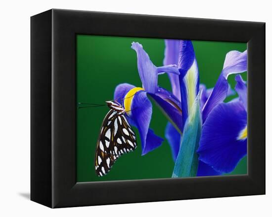 Fritillary Butterfly on a Dutch Iris-Darrell Gulin-Framed Premier Image Canvas