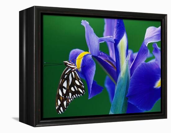 Fritillary Butterfly on a Dutch Iris-Darrell Gulin-Framed Premier Image Canvas