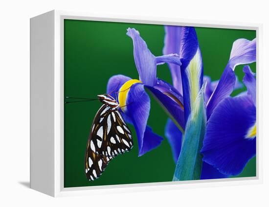 Fritillary Butterfly on a Dutch Iris-Darrell Gulin-Framed Premier Image Canvas