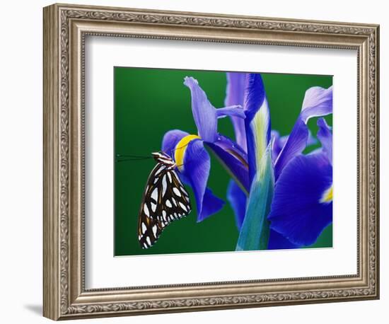 Fritillary Butterfly on a Dutch Iris-Darrell Gulin-Framed Photographic Print