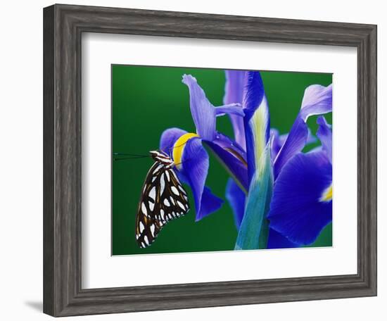 Fritillary Butterfly on a Dutch Iris-Darrell Gulin-Framed Photographic Print