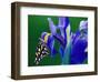 Fritillary Butterfly on a Dutch Iris-Darrell Gulin-Framed Photographic Print
