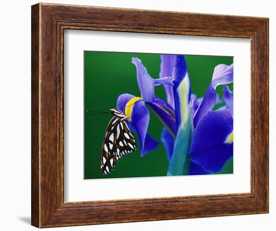 Fritillary Butterfly on a Dutch Iris-Darrell Gulin-Framed Photographic Print