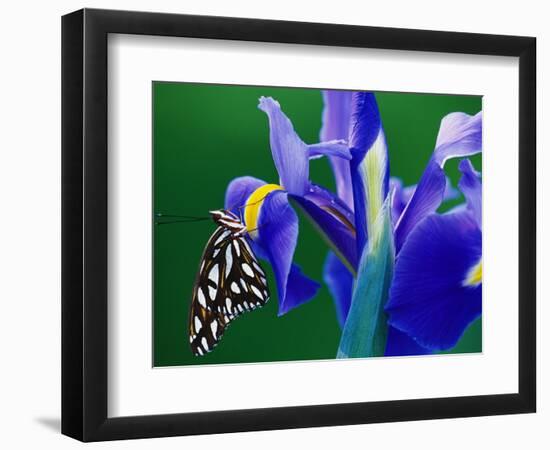 Fritillary Butterfly on a Dutch Iris-Darrell Gulin-Framed Photographic Print