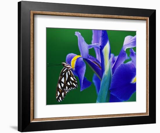 Fritillary Butterfly on a Dutch Iris-Darrell Gulin-Framed Photographic Print