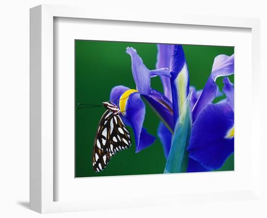 Fritillary Butterfly on a Dutch Iris-Darrell Gulin-Framed Photographic Print