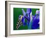 Fritillary Butterfly on a Dutch Iris-Darrell Gulin-Framed Photographic Print