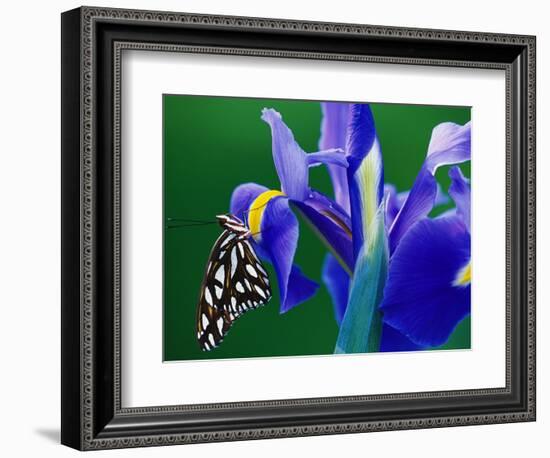 Fritillary Butterfly on a Dutch Iris-Darrell Gulin-Framed Photographic Print