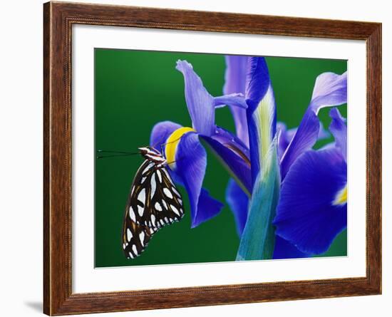 Fritillary Butterfly on a Dutch Iris-Darrell Gulin-Framed Photographic Print