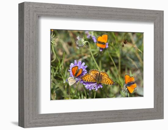 Fritillary butterfly with Scarce copper butterflies, Alps, France-Konrad Wothe-Framed Photographic Print