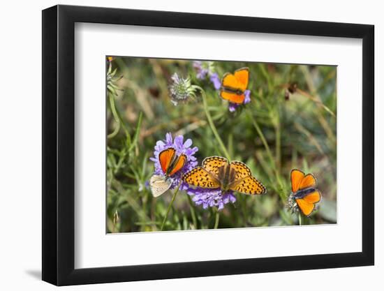 Fritillary butterfly with Scarce copper butterflies, Alps, France-Konrad Wothe-Framed Photographic Print