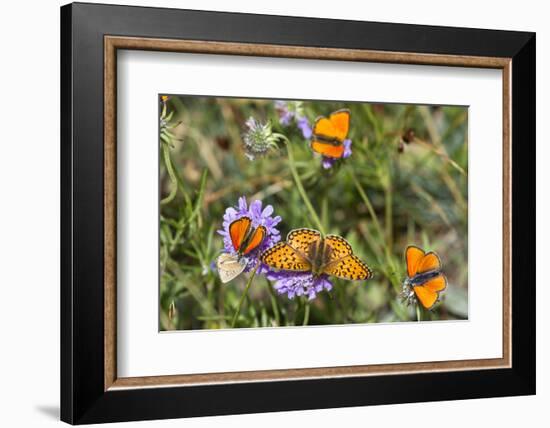 Fritillary butterfly with Scarce copper butterflies, Alps, France-Konrad Wothe-Framed Photographic Print