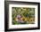 Fritillary butterfly with Scarce copper butterflies, Alps, France-Konrad Wothe-Framed Photographic Print