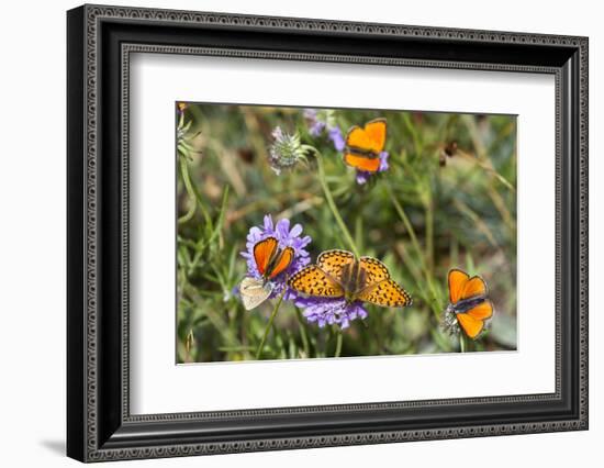 Fritillary butterfly with Scarce copper butterflies, Alps, France-Konrad Wothe-Framed Photographic Print