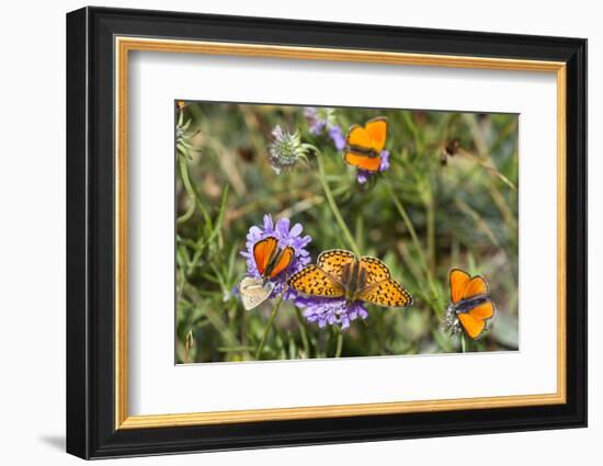 Fritillary butterfly with Scarce copper butterflies, Alps, France-Konrad Wothe-Framed Photographic Print