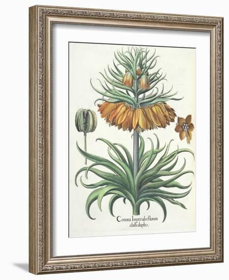 Fritillary: Corona Imperialis Florum Classe Duplici, from the 'Hortus Eystettensis' by Basil Besler-German School-Framed Giclee Print