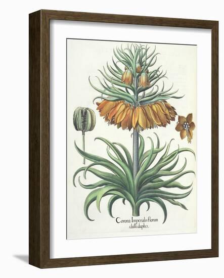 Fritillary: Corona Imperialis Florum Classe Duplici, from the 'Hortus Eystettensis' by Basil Besler-German School-Framed Giclee Print