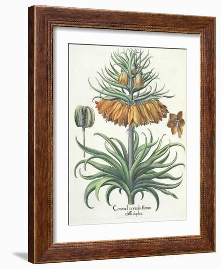 Fritillary: Corona Imperialis Florum Classe Duplici, from the 'Hortus Eystettensis' by Basil Besler-German School-Framed Giclee Print