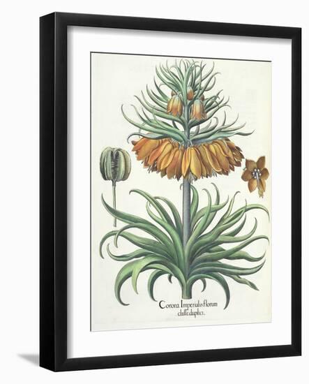 Fritillary: Corona Imperialis Florum Classe Duplici, from the 'Hortus Eystettensis' by Basil Besler-German School-Framed Giclee Print