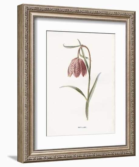 Fritillary-Gwendolyn Babbitt-Framed Art Print