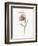 Fritillary-Gwendolyn Babbitt-Framed Art Print