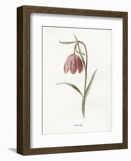 Fritillary-Gwendolyn Babbitt-Framed Art Print