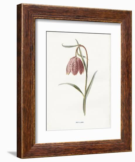 Fritillary-Gwendolyn Babbitt-Framed Art Print