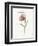 Fritillary-Gwendolyn Babbitt-Framed Art Print