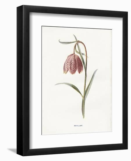 Fritillary-Gwendolyn Babbitt-Framed Art Print