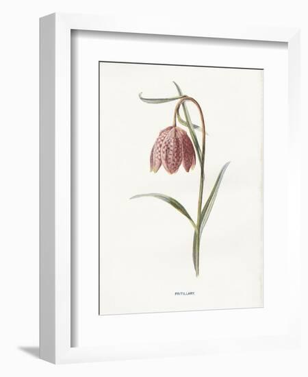 Fritillary-Gwendolyn Babbitt-Framed Art Print