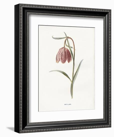 Fritillary-Gwendolyn Babbitt-Framed Art Print