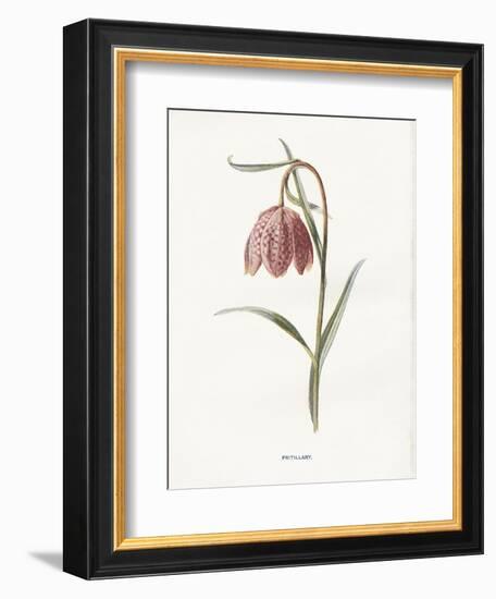 Fritillary-Gwendolyn Babbitt-Framed Art Print