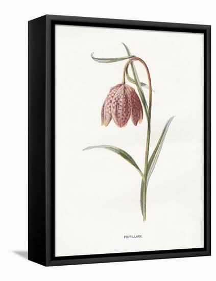 Fritillary-Gwendolyn Babbitt-Framed Stretched Canvas