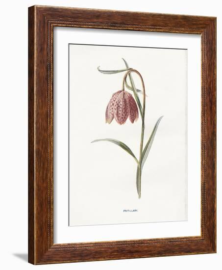 Fritillary-Gwendolyn Babbitt-Framed Art Print