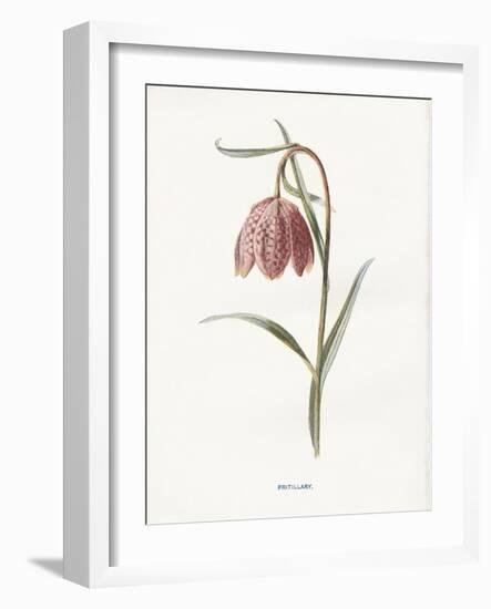 Fritillary-Gwendolyn Babbitt-Framed Art Print