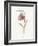 Fritillary-Gwendolyn Babbitt-Framed Art Print