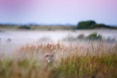 King in the Mist-Frits Hoogendijk-Photographic Print