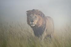 King in the Mist-Frits Hoogendijk-Premier Image Canvas