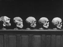 Display of Skulls Demonstrating Human Evolution-Fritz Goro-Photographic Print