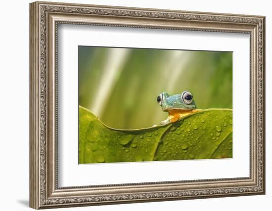 Frog Activities-Dikky Oesin-Framed Photographic Print