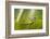 Frog Activities-Dikky Oesin-Framed Photographic Print