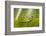 Frog Activities-Dikky Oesin-Framed Photographic Print