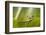 Frog Activities-Dikky Oesin-Framed Photographic Print