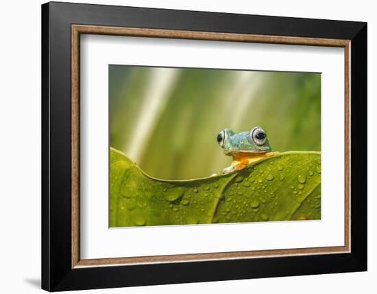 Frog Activities-Dikky Oesin-Framed Photographic Print