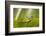 Frog Activities-Dikky Oesin-Framed Photographic Print