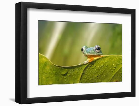 Frog Activities-Dikky Oesin-Framed Photographic Print