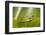 Frog Activities-Dikky Oesin-Framed Photographic Print