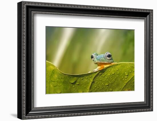 Frog Activities-Dikky Oesin-Framed Photographic Print