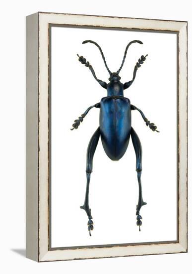 Frog Beetle-Lawrence Lawry-Framed Premier Image Canvas